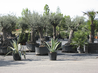 908037 Afbeelding van (sub)tropische planten in potten op de voormalige kwekerij Linnaeus aan de Utrechtseweg te De Bilt.